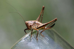 3-Glasshopper