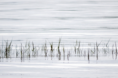 Abstract nature background, reeds reflected in water with ripples. UK. With copyspace.