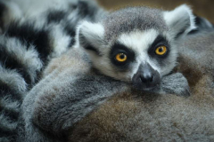 04_Ring-tailed-Lemur-Child-Mac-Chvers