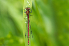 Large red damselfly, Pyrrhosoma nymphula on blade of grass with raindrops. Dorsal view.