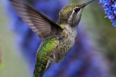 Hummingbird-David-Warnes-
