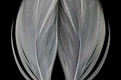 Monochrome white feather reflected on black background.