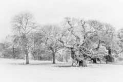22_Winter-trees