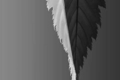 22_Leaf