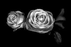 34_The-Silver-Roses
