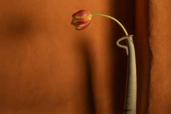 37_The-tulip-back-stretch