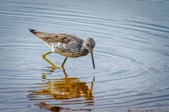 02_Hayle-Greenshank