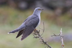11_Cuckoo