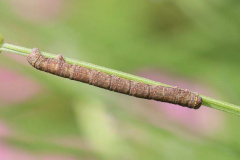 11_Oak-Moth-caterpillar