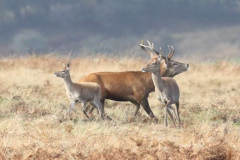 11_Stag-Hinds