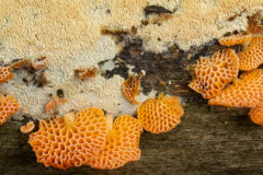 22_-Orange-ping-pong-bat-fungus-aka-Favolaschia-calocera