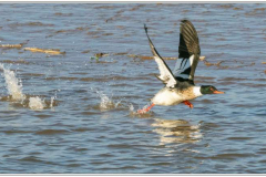 24_Goosander-Takeoff