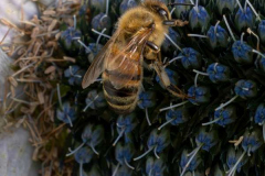 34_Bee