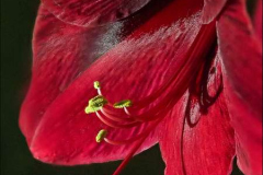 40_Amaryllis