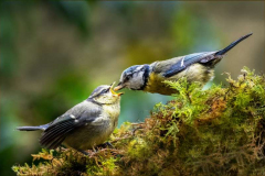 40_Blue-Tits-snacktime-Nature