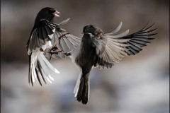 40_Junco-squabbles