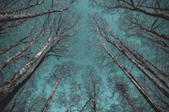 41_Skyward-Silence