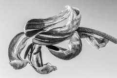 41_Withered-Elegance-copy