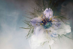Artistic Nigella aka Love in a mist flower. Submerged.