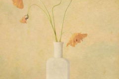 22_Five-Poppies-in-a-Bottle