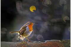 40_The-garden-Robin