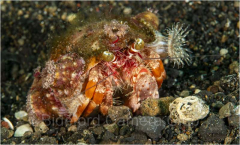 2025-2026 Closeup & Macro