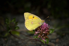 22_Clouded-yellow-butterfly-on-clover