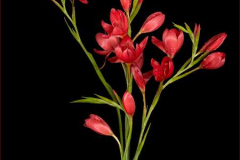 22_Kaffir-lilies-after-the-rain