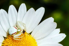 34_Flower-Crab-Spider-with-prey