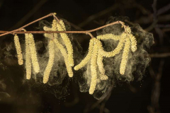 37_Spreading-the-Love