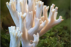 45_Coral-Fungus