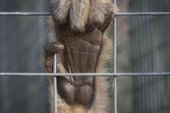 19_Captivity
