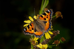 22_Tortoiseshell-butterfly