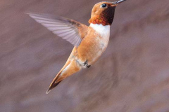 28_Rufous-Hummingbird