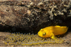 31_Guarding-her-eggs