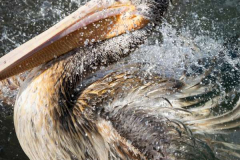 34_Preening-Pelican