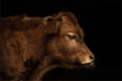 37_Vegetarian