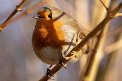 39_rosemore-robin