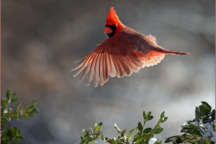 40_I-see-you-Cardinal-USA