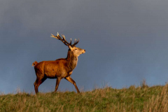 41_King-of-the-Ridge