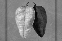 22_Colutea-seedpod-with-reflection