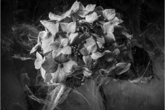 22_Forgotten-hydrangea