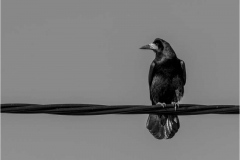 31_Harbinger-of-Doom