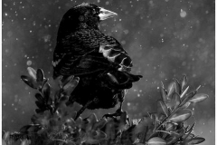 40_Grackle-in-the-Snow