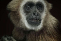 19_Lar-Gibbon