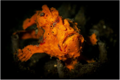 31_Painted-Frogfish