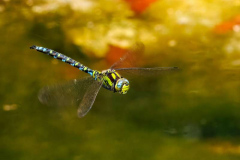 34_Catch-me-if-you-can