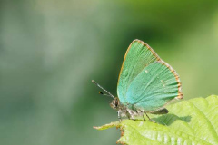 34_Green-Hairstreak