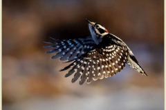 40_Downey-Woodpecker-USA