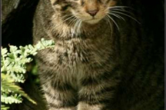 43_Scottish Wild Cat